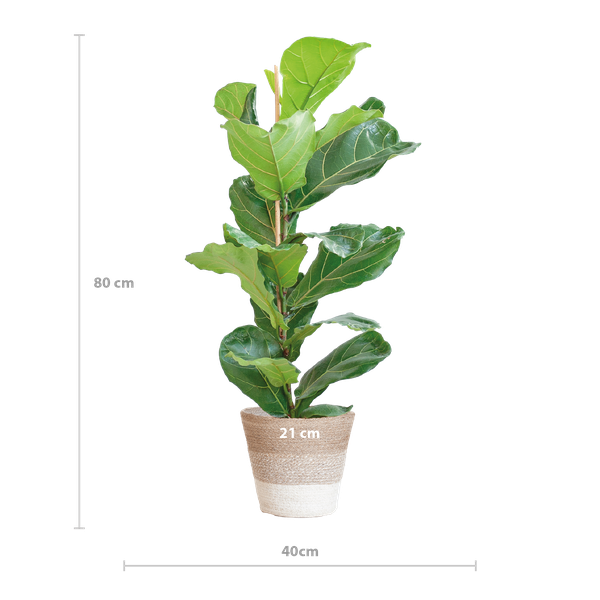 Ficus Lyrata met mand Lissabon wit - h 80cm - Ø21