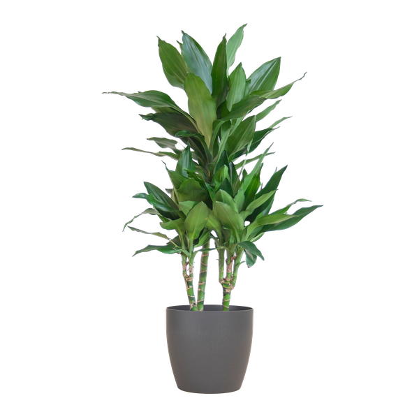 Dracaena Janet Lind met pot Viber grijs - h 95cm - Ø21