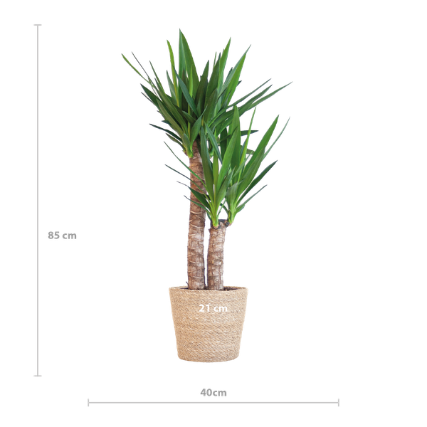 Yucca Elephantipes - met mand Sofia naturel - h 90cm - Ø21