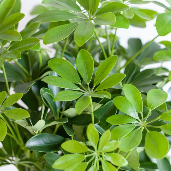Schefflera Arab Nora - met pot Viber wit - h 70cm - Ø21
