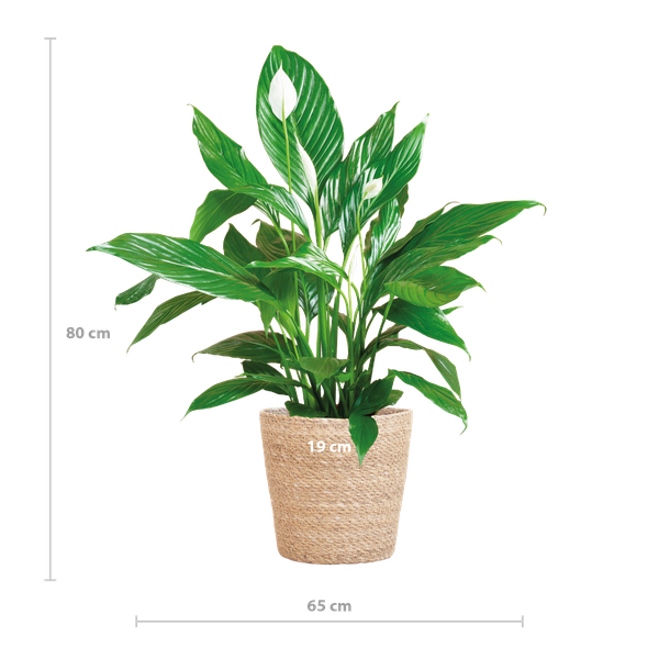 Spathiphyllum - met mand Sofia naturel - h 80cm - Ø21