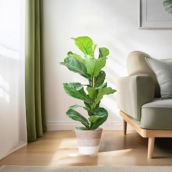 Ficus Lyrata met mand Lissabon wit - h 80cm - Ø21