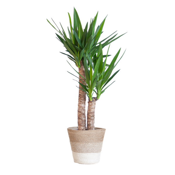 Yucca Elephantipes - met mand Lissabon wit - h 90cm - Ø21