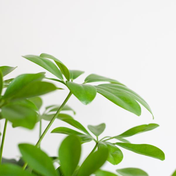 Schefflera Arab Nora - met pot Viber wit - h 70cm - Ø21