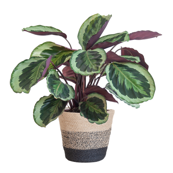 Calathea Medaillon met mand Lissabon zwart - h 65cm - Ø19
