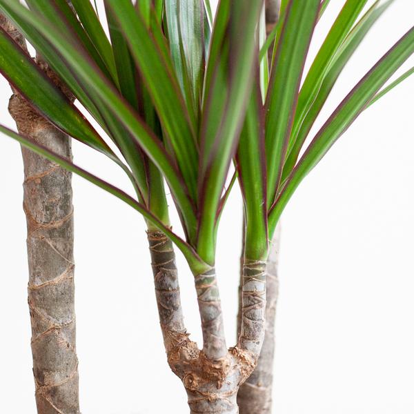 Dracaena Marginata met pot Viber grijs - h 95cm - Ø21