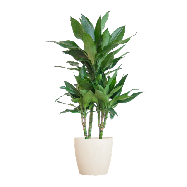 Dracaena Janet Lind met pot Viber wit - h 95cm - Ø21