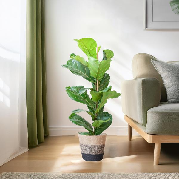 Ficus Lyrata met mand Lissabon zwart - h 80cm - Ø21