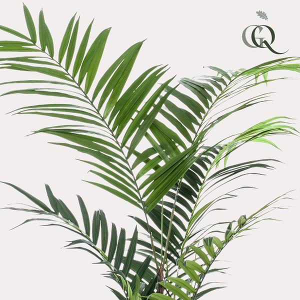 Kentia / Kentiapalm - kunstplant - h 210cm