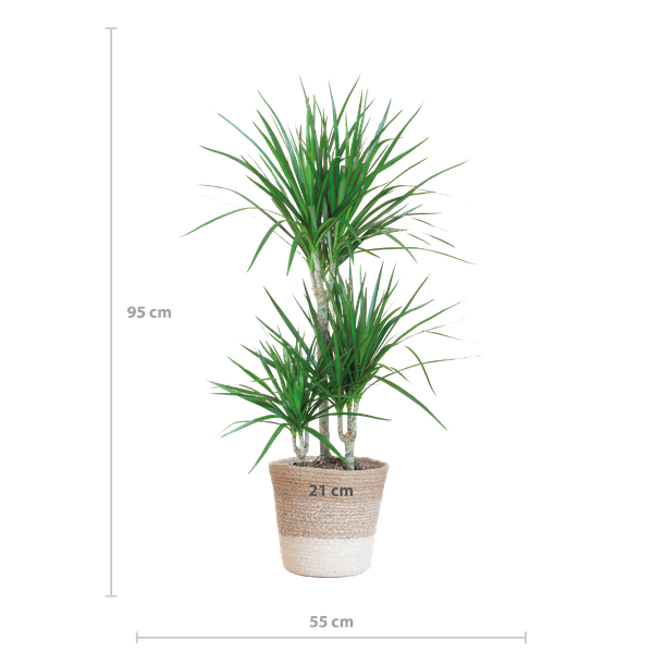 Dracaena Marginata met mand Lissabon wit - h 95cm - Ø21