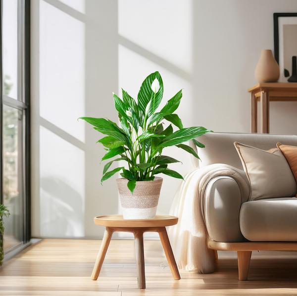Spathiphyllum - met mand Lissabon wit - h 80cm - Ø21