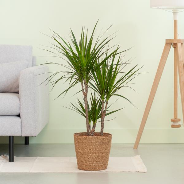 Dracaena Marginata met mand Sofia naturel - h 95cm - Ø21