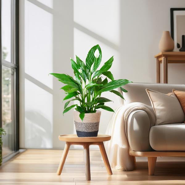 Spathiphyllum - met mand Lissabon zwart - h 80cm - Ø21