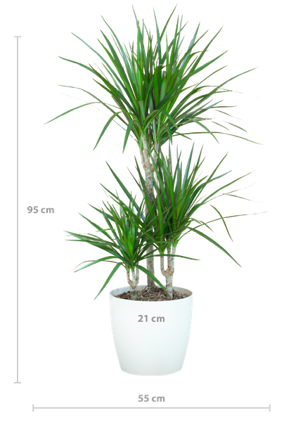 Dracaena Marginata met pot Viber wit - h 95cm - Ø21