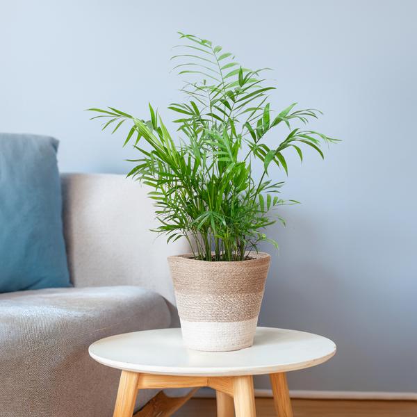 Chamadorea Elegans met mand Lissabon wit - h 55cm - Ø17