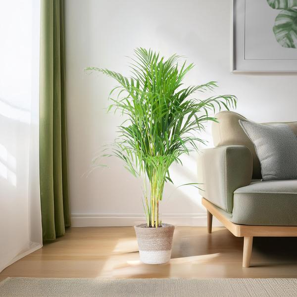 Areca Palm met mand Lissabon wit - h 100cm - Ø21