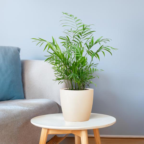 Chamadorea Elegans met pot Viber wit - h 55cm - Ø17