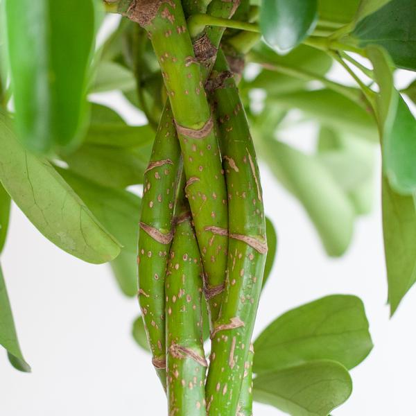 Schefflera Arab Nora - met Mand Lissabon zwart - h 70cm - Ø21