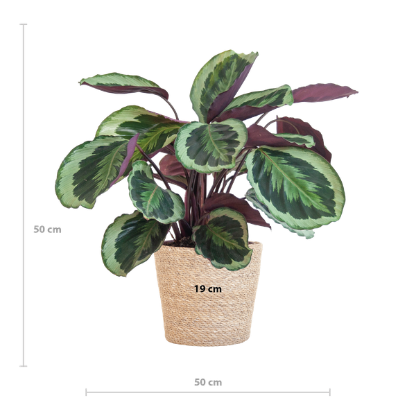 Calathea Medaillon met mand Sofia naturel - h 65cm - Ø19