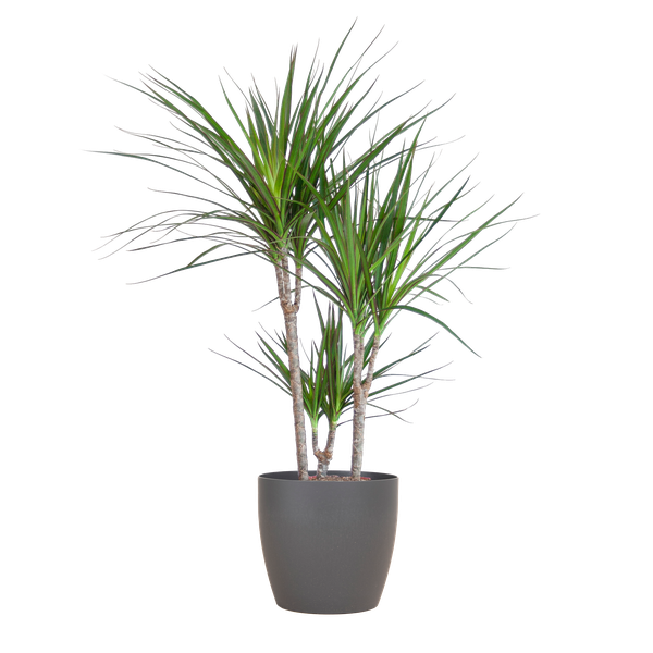 Dracaena Marginata met pot Viber grijs - h 95cm - Ø21