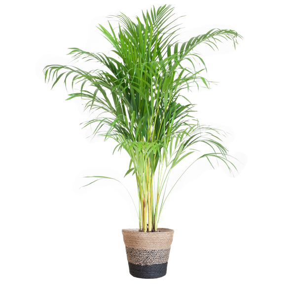 Areca Palm met mand Lissabon zwart - h 100cm - Ø21