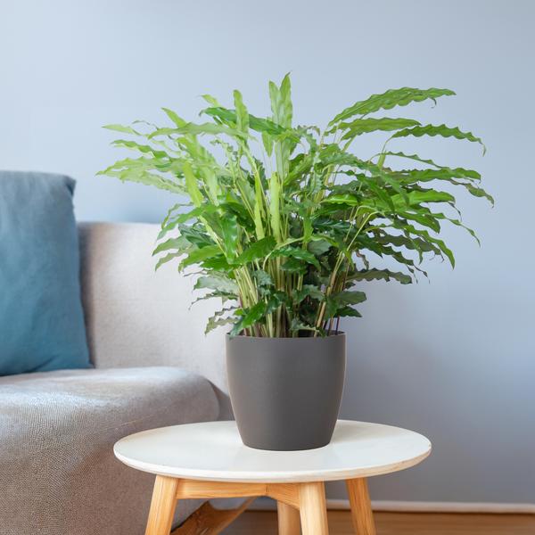 Calathea Rufibarba met pot Viber grijs - h 55cm - Ø17