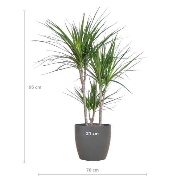 Dracaena Marginata met pot Viber grijs - h 95cm - Ø21