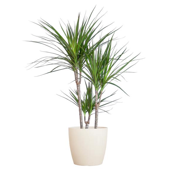 Dracaena Marginata met pot Viber wit - h 95cm - Ø21