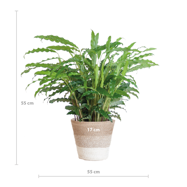 Calathea Rufibarba met mand Lissabon wit - h 55cm - Ø17