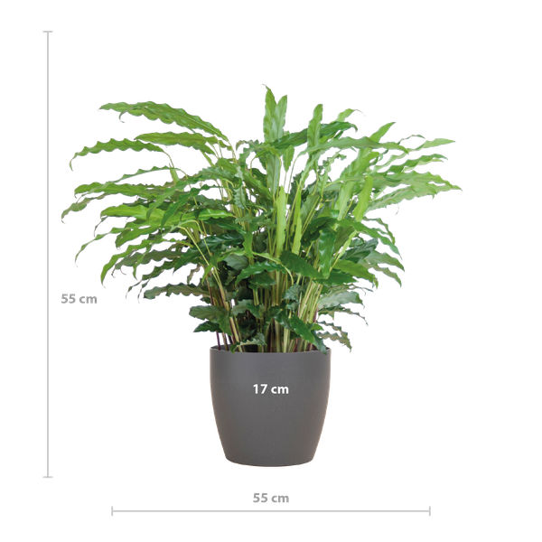 Calathea Rufibarba met pot Viber grijs - h 55cm - Ø17