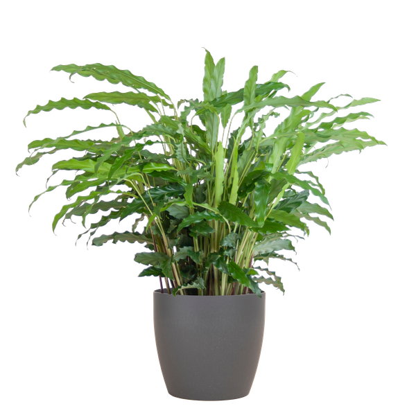 Calathea Rufibarba met pot Viber grijs - h 55cm - Ø17