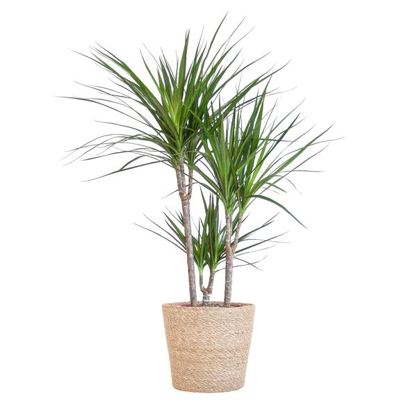 Dracaena Marginata met mand Sofia naturel - h 95cm - Ø21