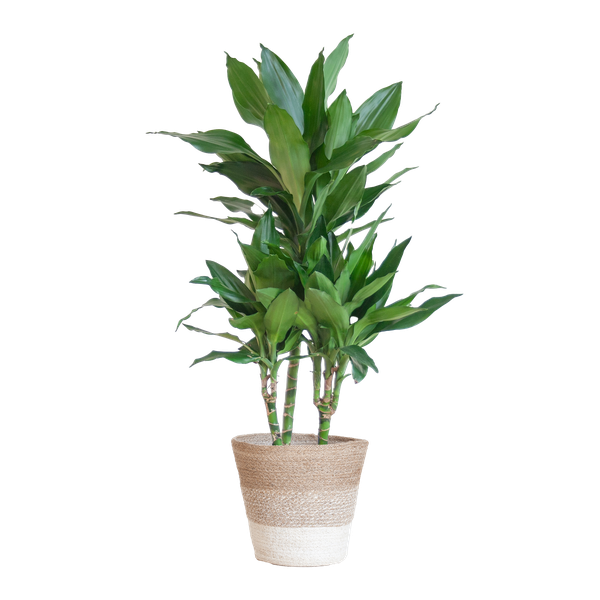 Dracaena Janet Lind met mand Lissabon wit - h 95cm - Ø21