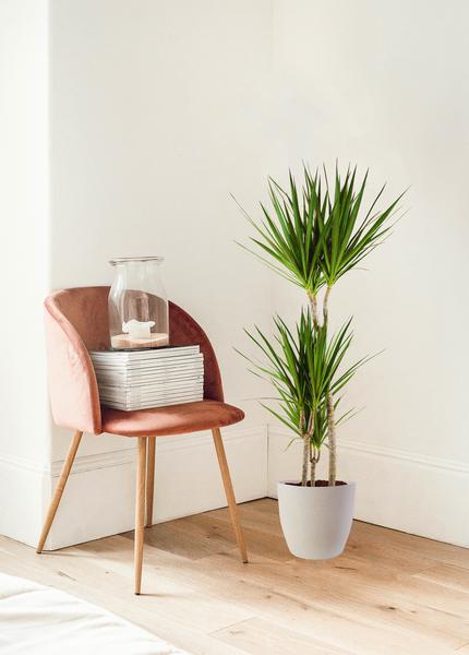 Dracaena Marginata met pot Viber wit - h 95cm - Ø21