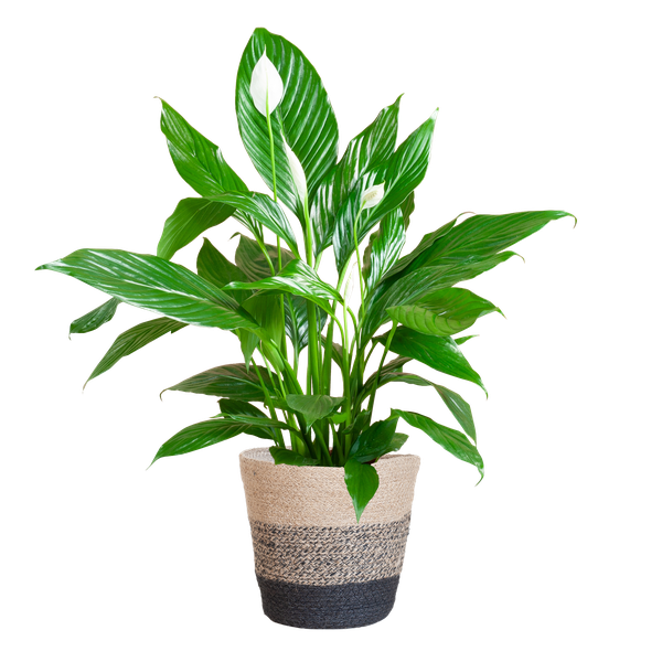 Spathiphyllum - met mand Lissabon zwart - h 80cm - Ø21