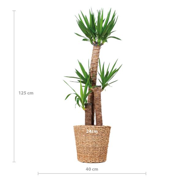 Yucca XL - met Torun mand - h 125cm - Ø24