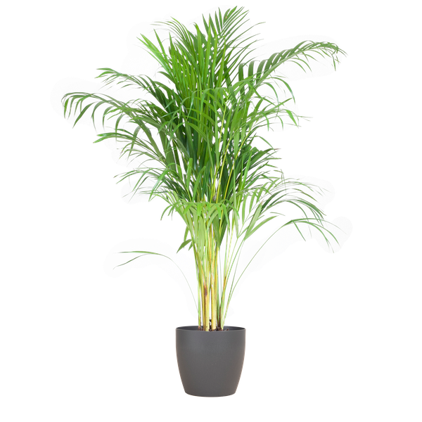 Areca Palm met pot Viber Grijs - h 100cm - Ø21