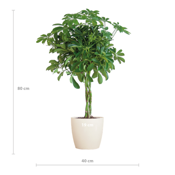 Schefflera Arab Nora - met pot Viber wit - h 70cm - Ø21