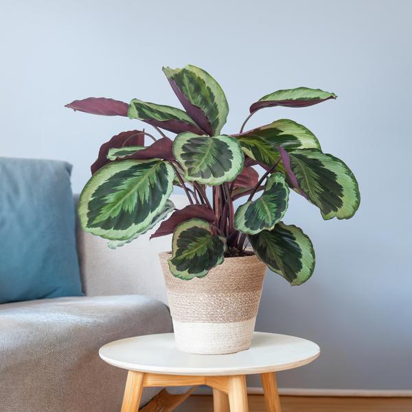 Calathea Medaillon met mand Lissabon wit - h 65cm - Ø19