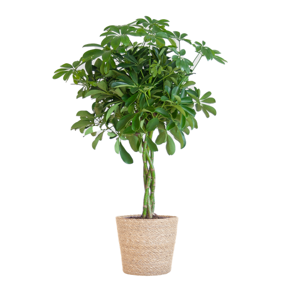 Schefflera Arab Nora - met mand Sofia naturel - h 70cm - Ø21