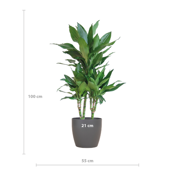 Dracaena Janet Lind met pot Viber grijs - h 95cm - Ø21