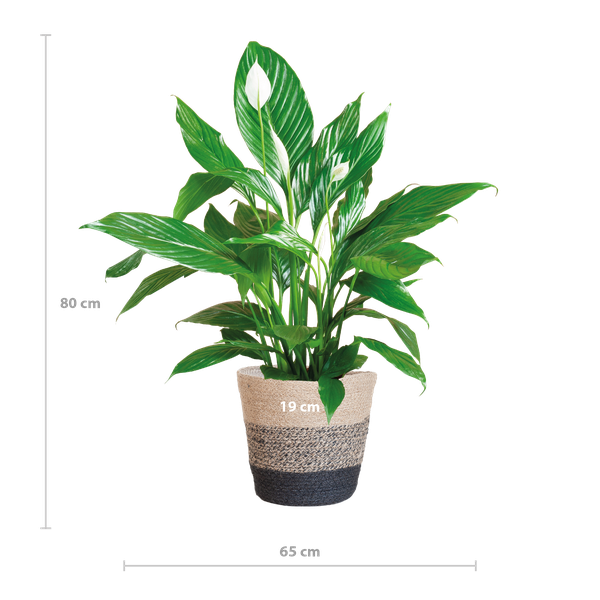 Spathiphyllum - met mand Lissabon zwart - h 80cm - Ø21