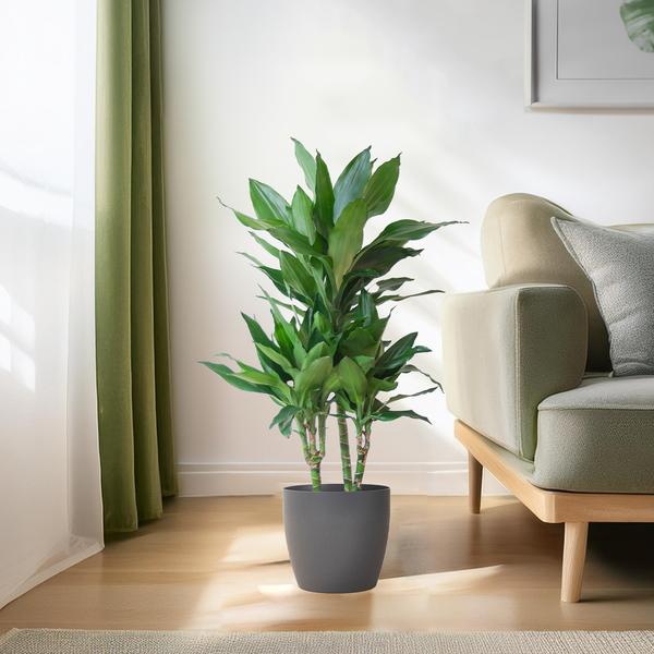 Dracaena Janet Lind met pot Viber grijs - h 95cm - Ø21