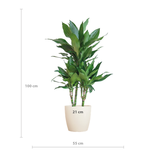 Dracaena Janet Lind met pot Viber wit - h 95cm - Ø21
