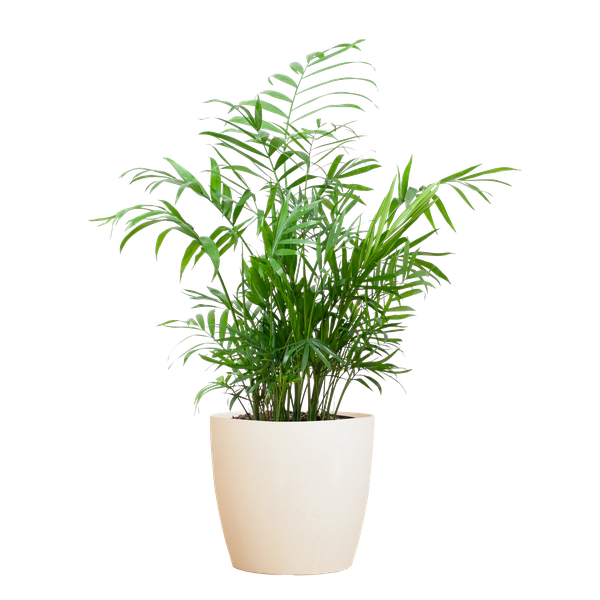 Chamadorea Elegans met pot Viber wit - h 55cm - Ø17