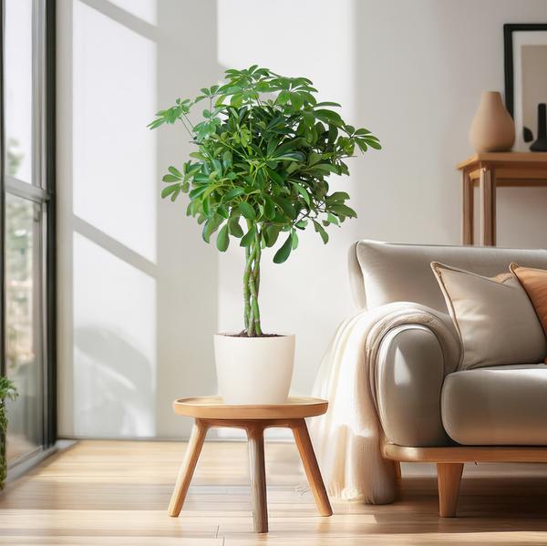 Schefflera Arab Nora - met pot Viber wit - h 70cm - Ø21