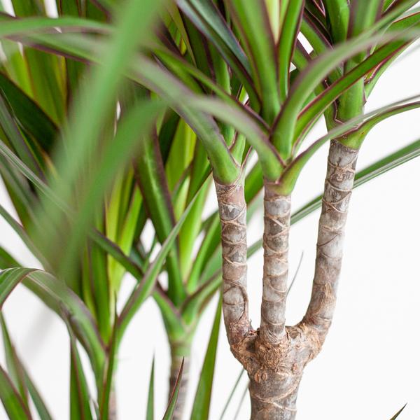 Dracaena Marginata met mand Lissabon zwart - h 95cm - Ø21