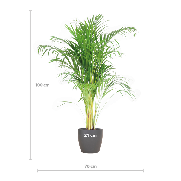 Areca Palm met pot Viber Grijs - h 100cm - Ø21