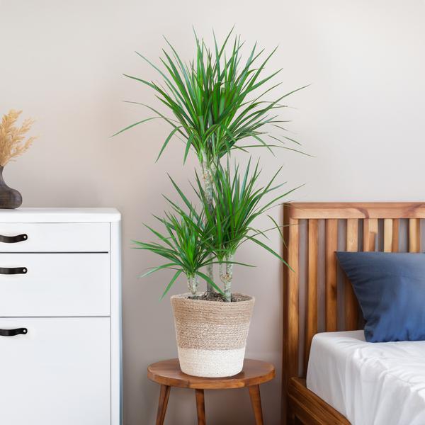 Dracaena Marginata met mand Lissabon wit - h 95cm - Ø21