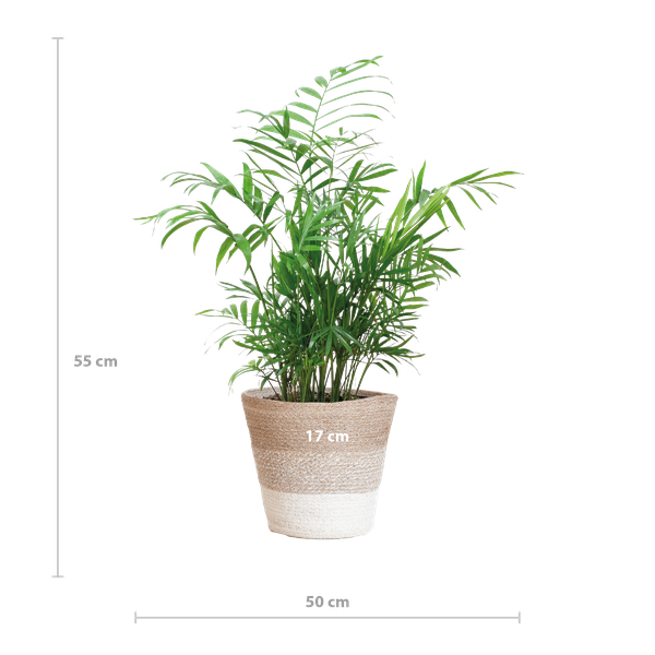 Chamadorea Elegans met mand Lissabon wit - h 55cm - Ø17